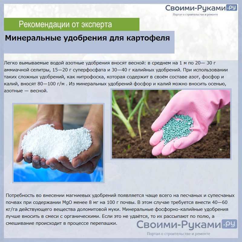 Удобрения для картофеля при посадке в лунку – виды и расчет