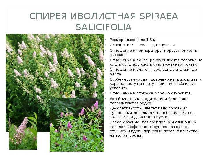 Спирея: фото и описание кустарника с эффектным и обильным цветением