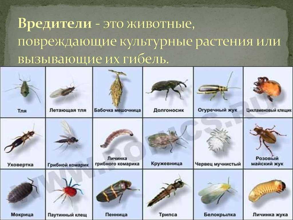 Насекомые-вредители сада - внешний вид (фото), описание, меры борьбы