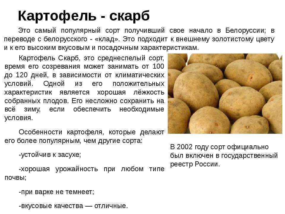 Лучшие сорта картофеля для урала ранние, средние, поздние c описанием и фото, характеристики