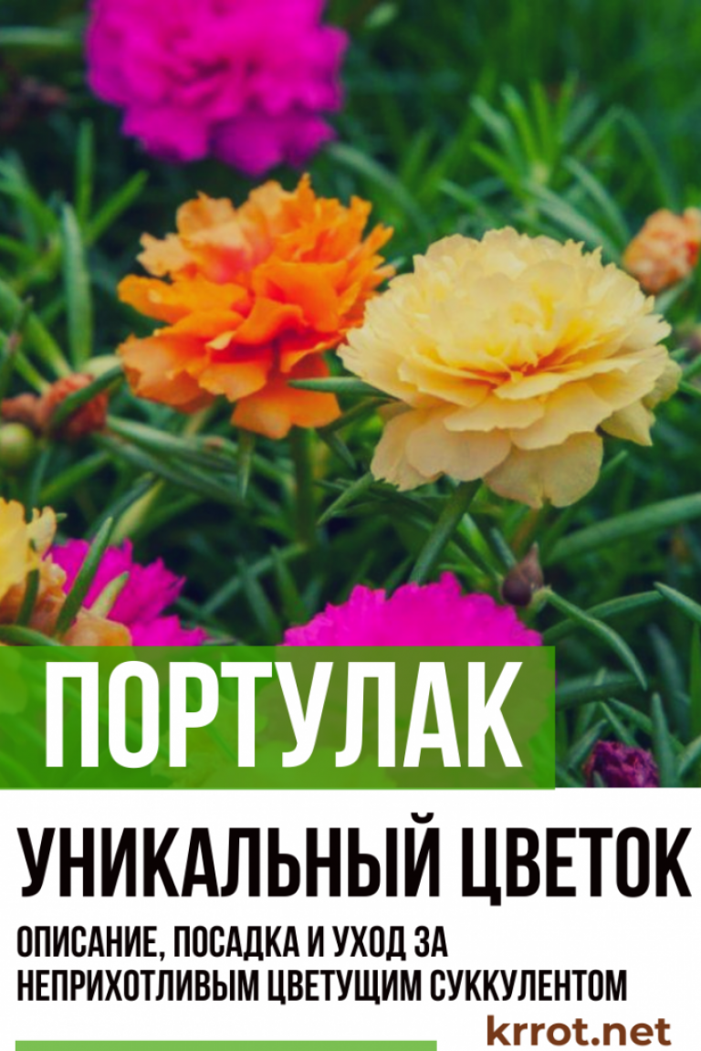 Портулак - посадка и уход, фото сортов, свойства