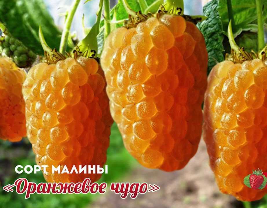 Сорт малины оранжевое чудо: описание и характеристика сорта, достоинства и недостатки, особенности посадки и ухода + фото и отзывы