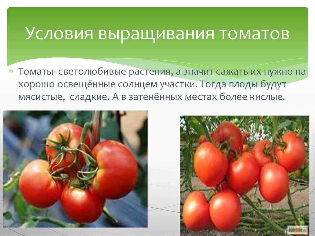 Какие помидоры нужно сажать. Культурное растение томат. Томат для презентации. Помидор для презентации.