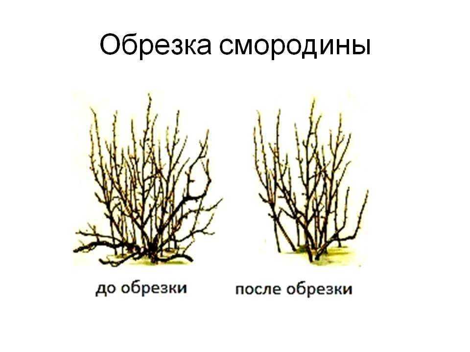 Как обрезать черную смородину осенью для урожайности куста