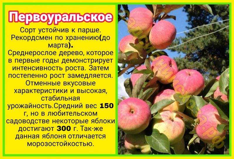 Яблоня рождественское: описание и фото, отзывы
