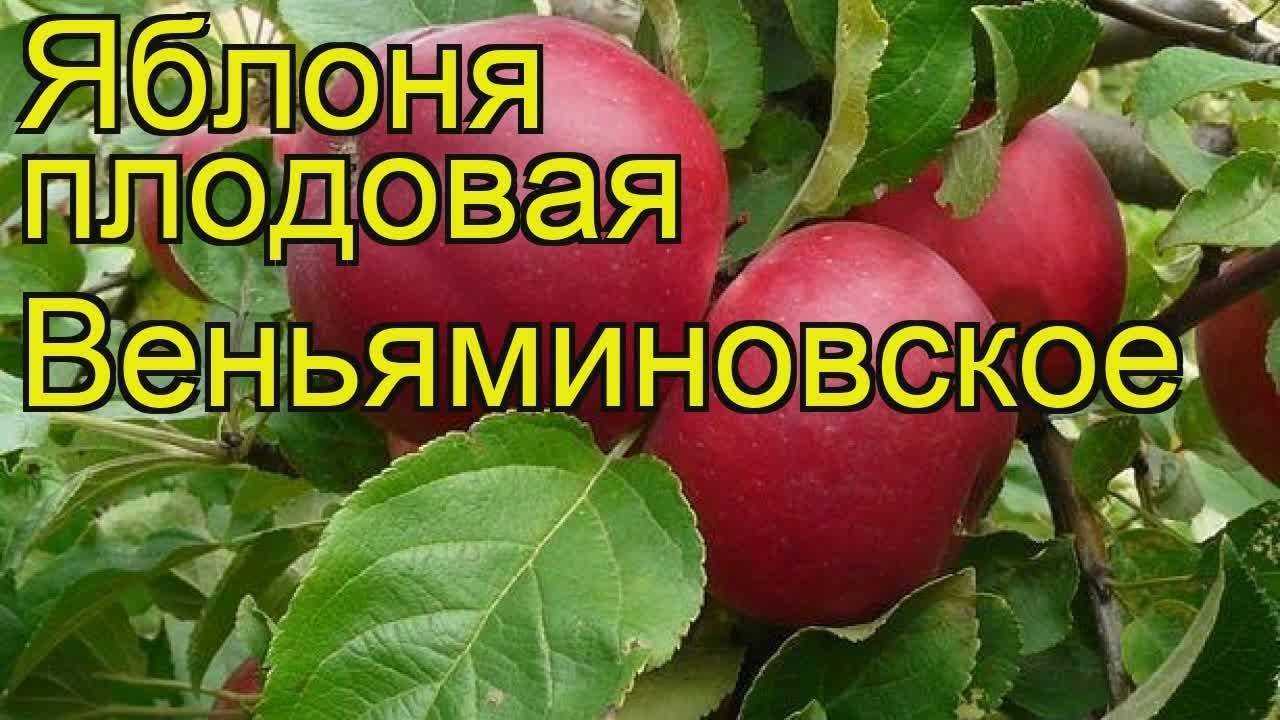 Яблоня веньяминовское обладает высокой устойчивостью к парше