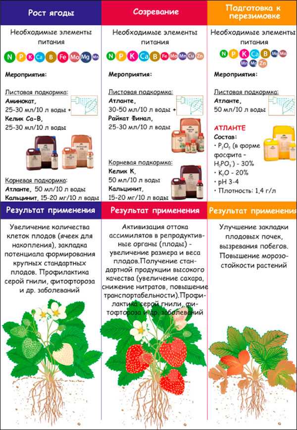 Уход за клубникой после сбора урожая: обрезка, полив, подкормка и обработка