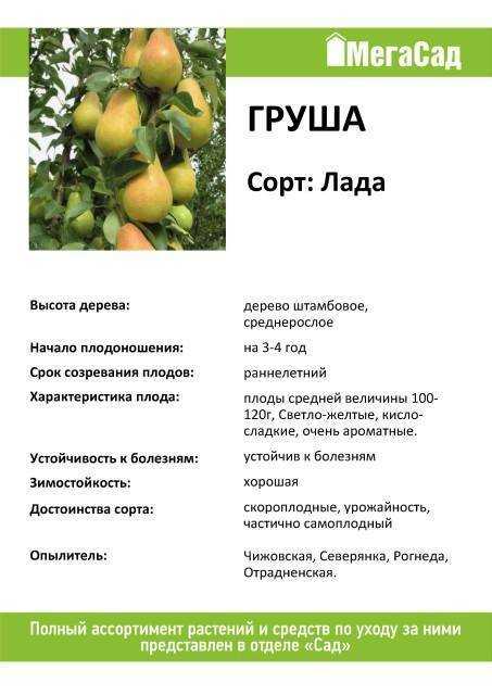 Груша велеса - описание сорта посадка и уход опылители отзывы фото видео