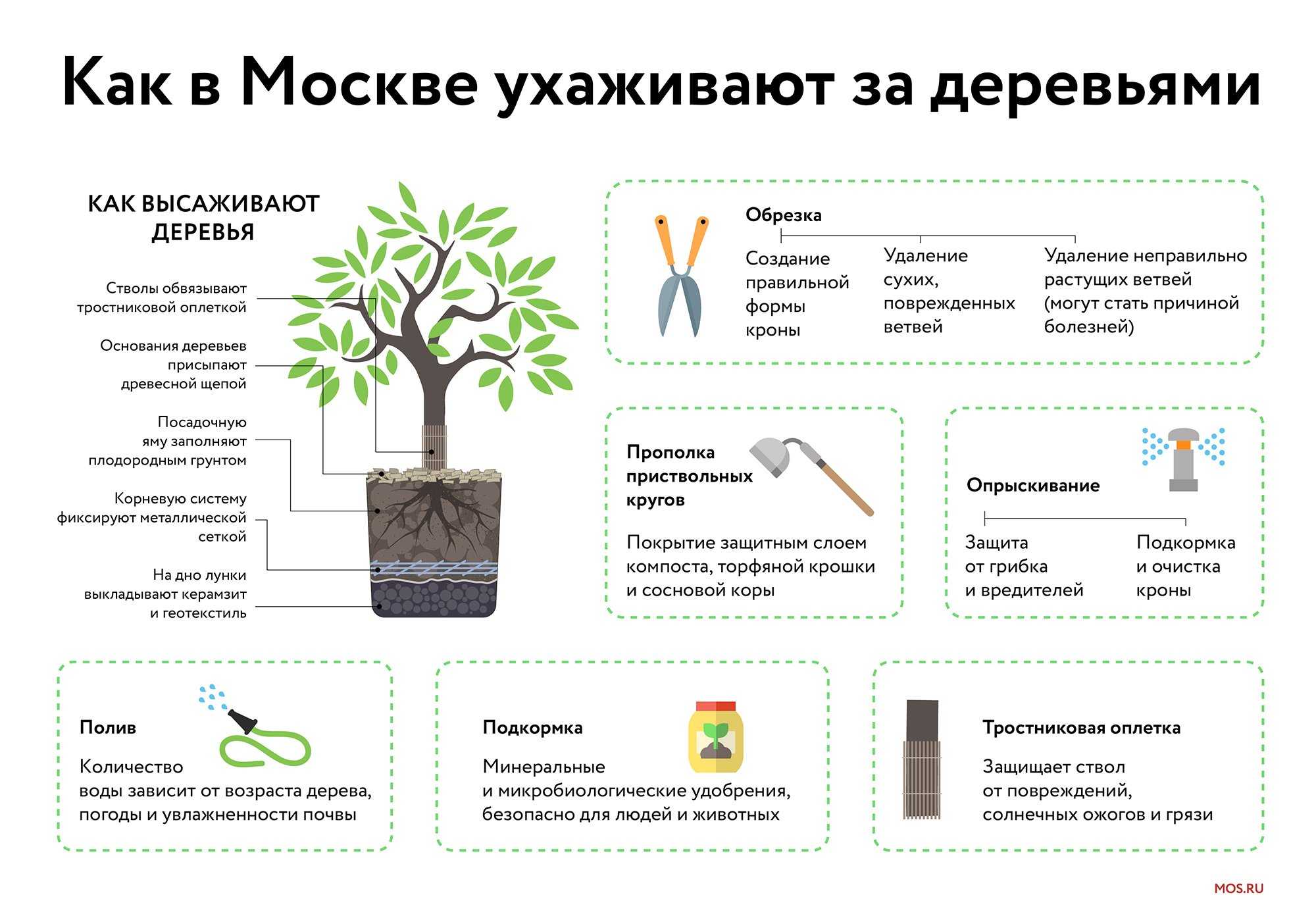 Подготовка хосты к зиме: уход осенью, обрезка, чем удобрять, подкормка молодых кустов