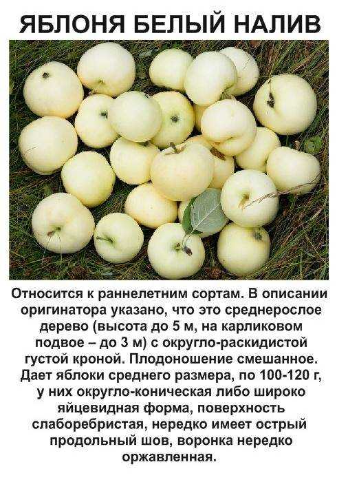 Яблоня: посадка и уход в открытом грунте | фото