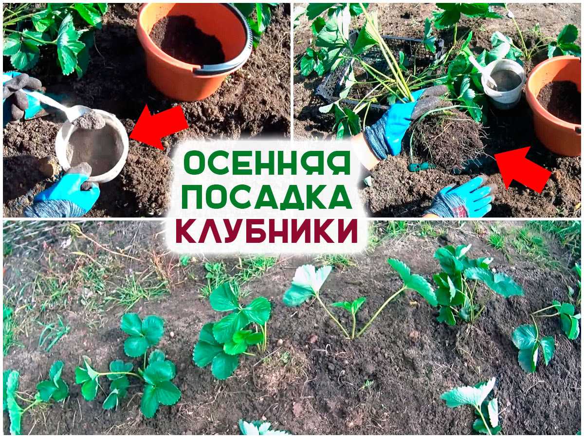 Посадка клубники осенью: как правильно, когда сажать в открытый грунт, схемы, фото