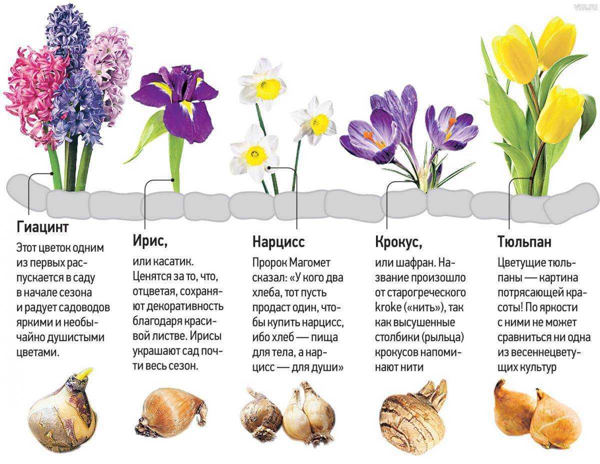 Осенние цветники: список растений для клумб с названиями и описаниями