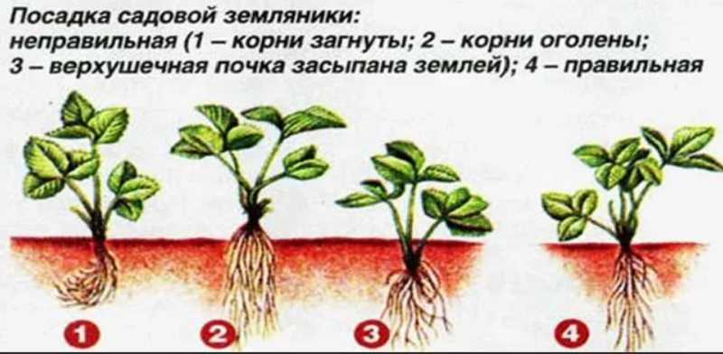Посадка клубники весной в открытый грунт: когда и как правильно сажать