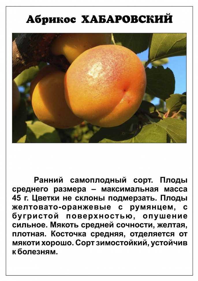 Краткая история и описание сорта абрикоса Фаворит Характеристики Особенности выращивания Отзывы садоводов