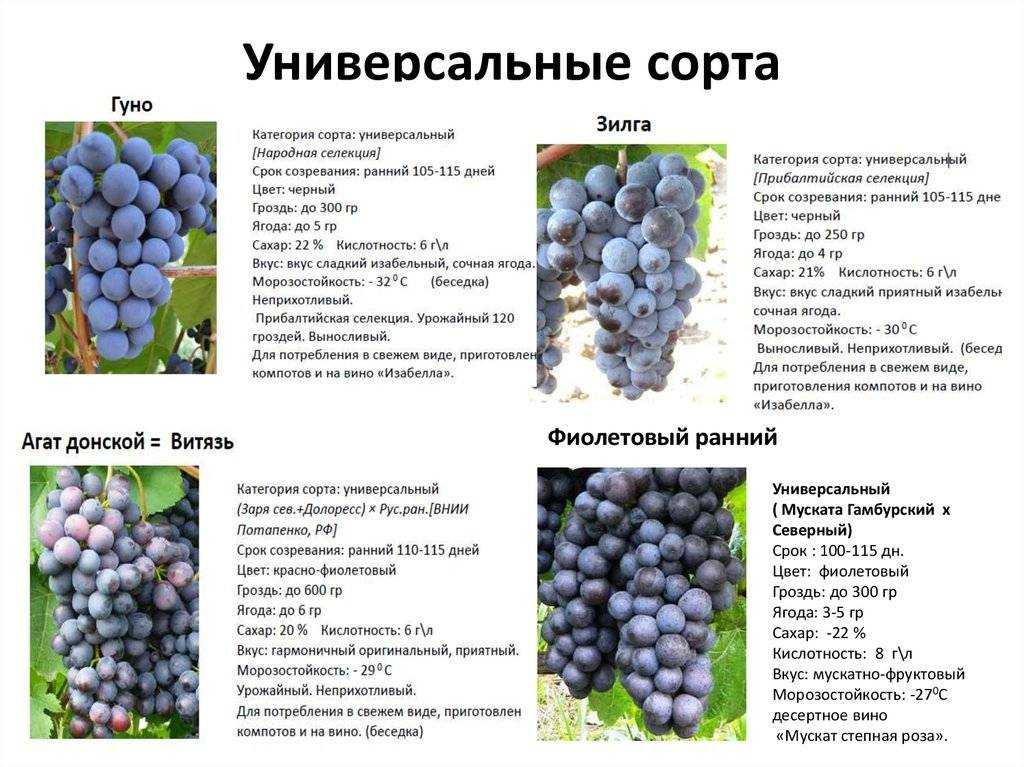 Виноград - описание 27 сортов с фото и характеристиками