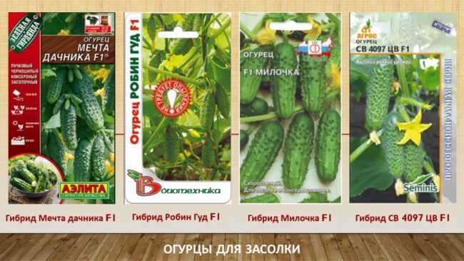 Голландские сорта огурцов: лучшие представители сортов и гибридов голландской селекции, советы по выбору семян для теплиц и открытого грунта, отзывы дачников