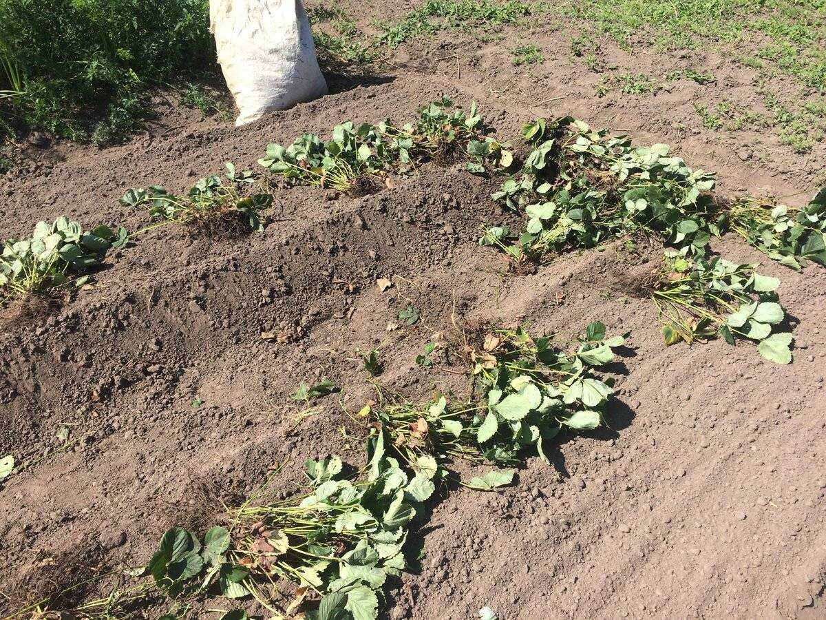 Клубника: когда правильно сажать в открытый грунт, как ухаживать осенью