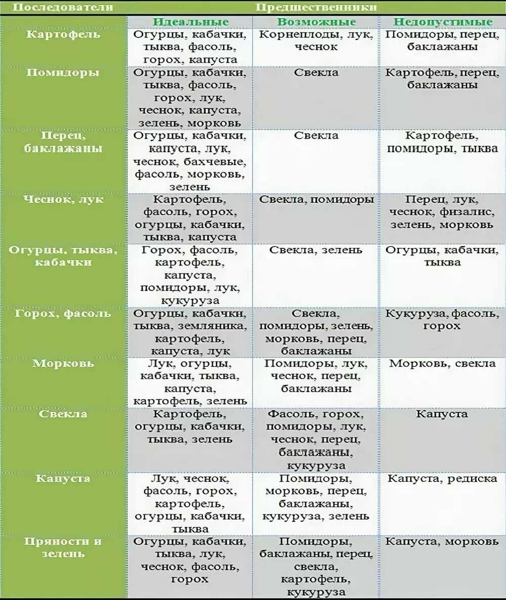 Что сажать после моркови на следующий год. можно ли снова выращивать морковь - etocvetochki.com