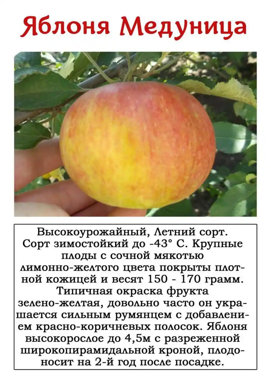 Яблоня конфетное: описание и характеристика сорта, чем полезны, посадка и уход