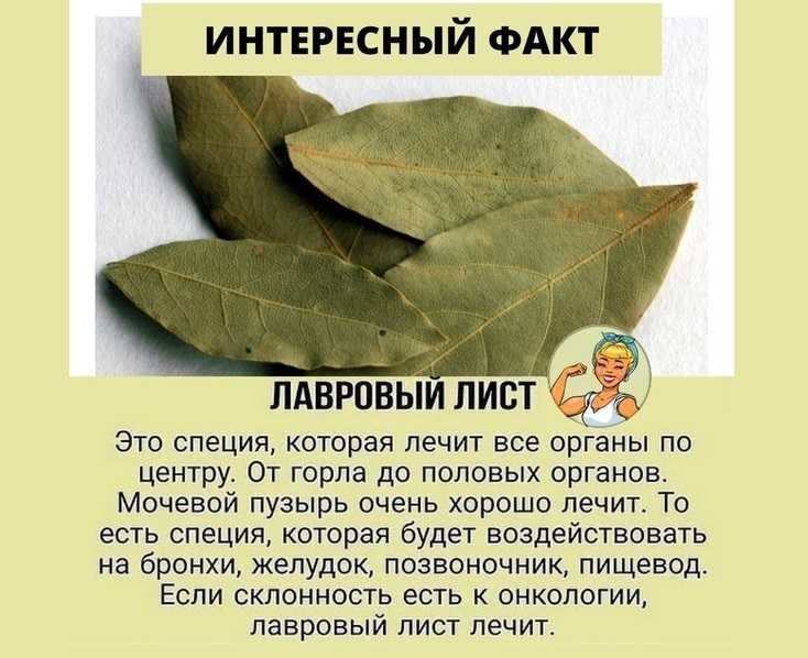 Реликтовое лавровое дерево в домашних условиях: уход, условия выращивания, посадка и размножение