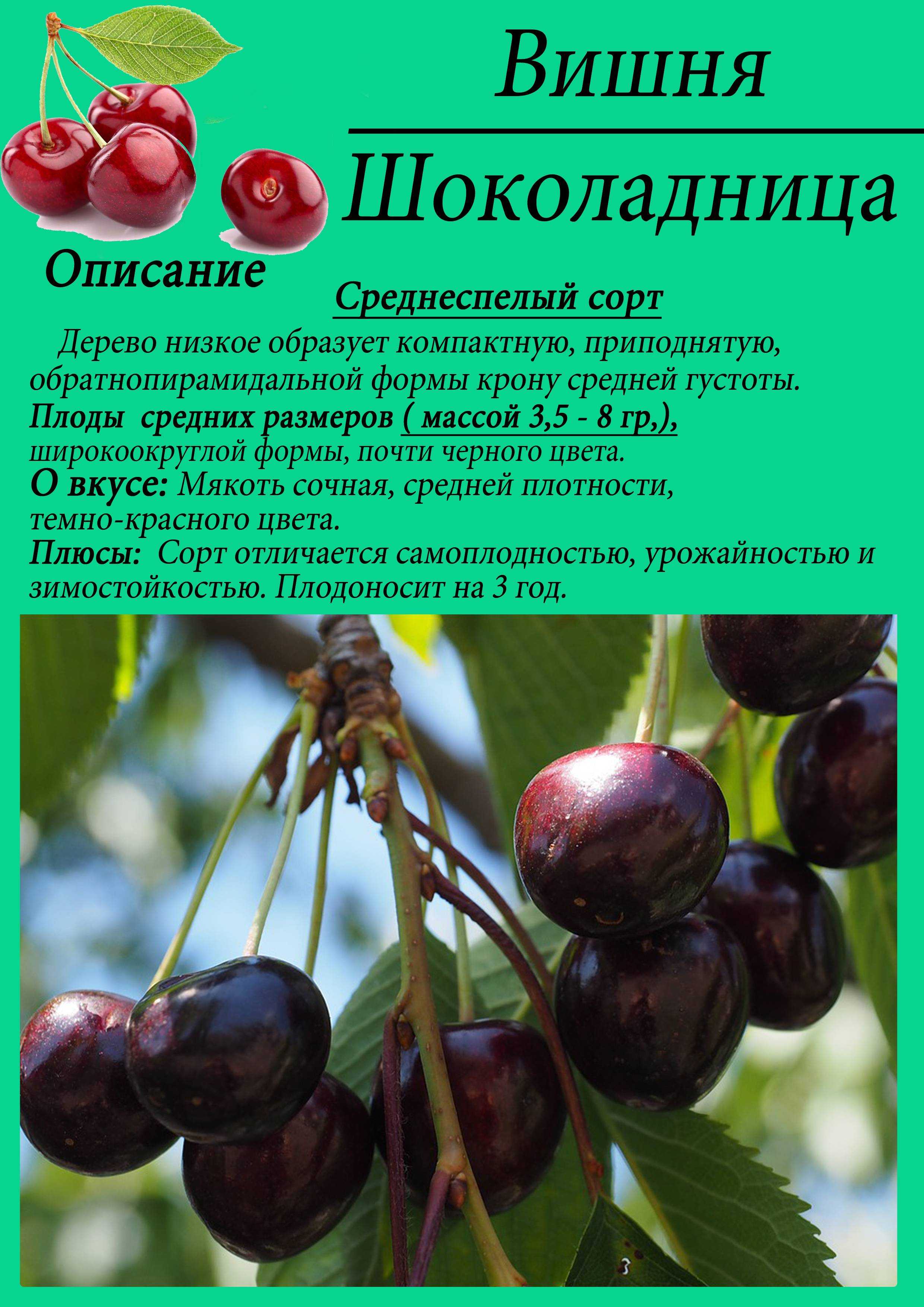 Описание черешни сорта дрогана желтая, посадка, уход и опыление