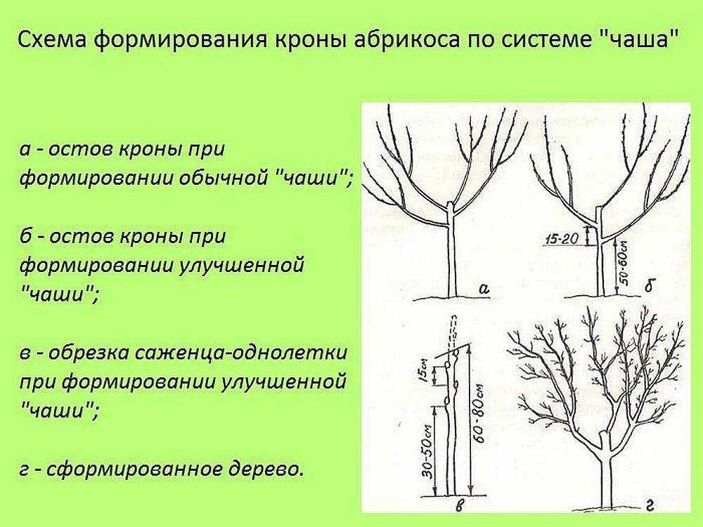 Почему не плодоносит абрикос: ошибки в агротехнике, болезни и вредители, что делать