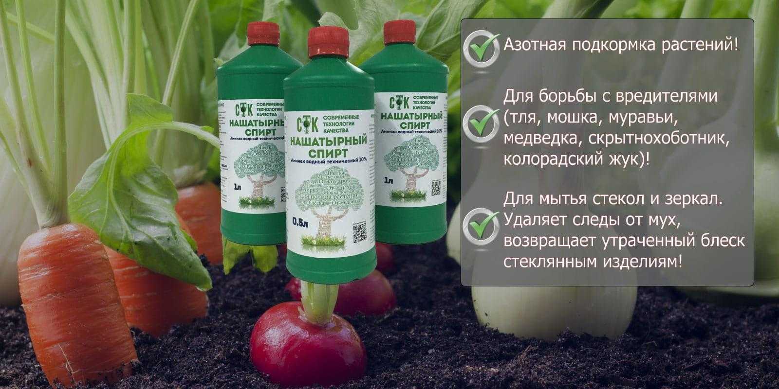 Нашатырный спирт для огурцов: способы применения, обработка, опрыскивание, полив, дозирование препарата, применение в огороде, частота подкормки