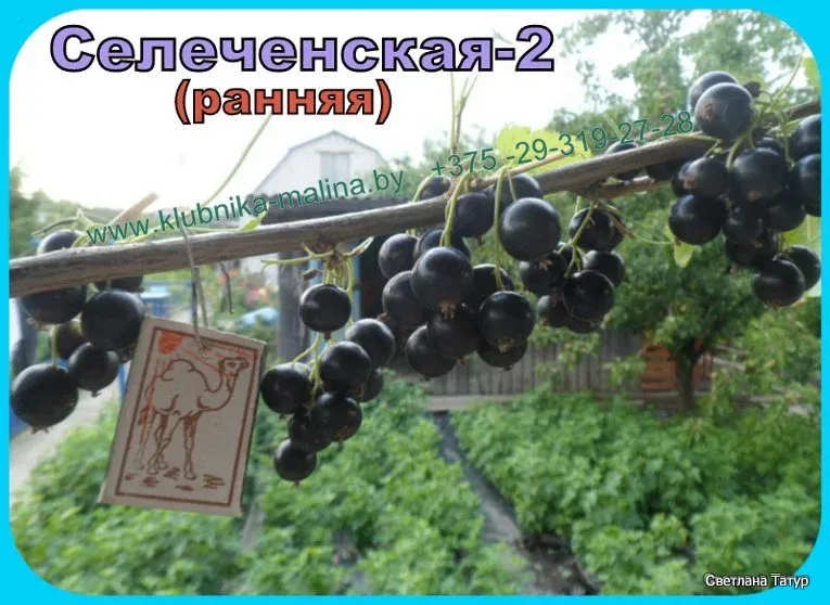 Смородина селеченская: 140 фото, описание сорта и характеристики смородины. видео инструкция по уходу за смородиной