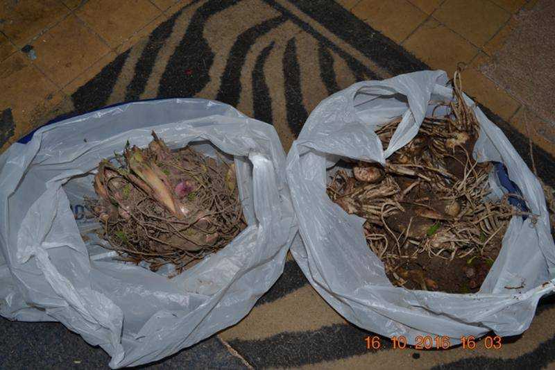 Зимнее хранение калл и уход за ними