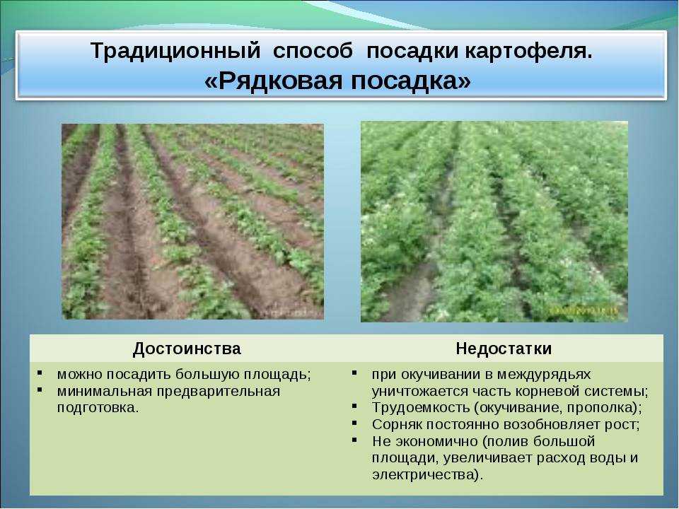 Посадка картофеля по голландской технологии: инструкция и видео