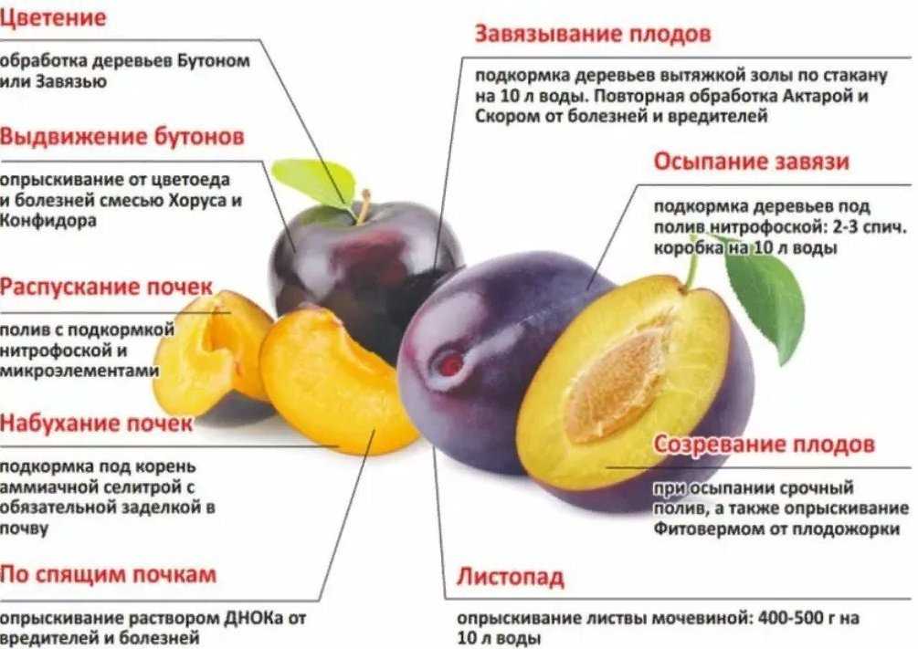 Чёрная смородина ядрёная: нюансы посадки и ухода