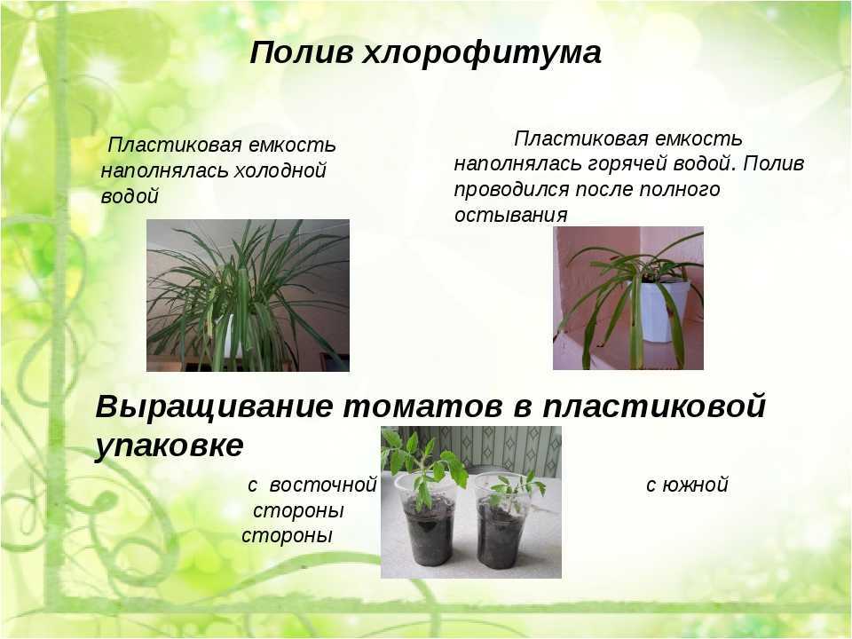 Хлорофитум. уход в домашних условиях. размножение, болезни, фото