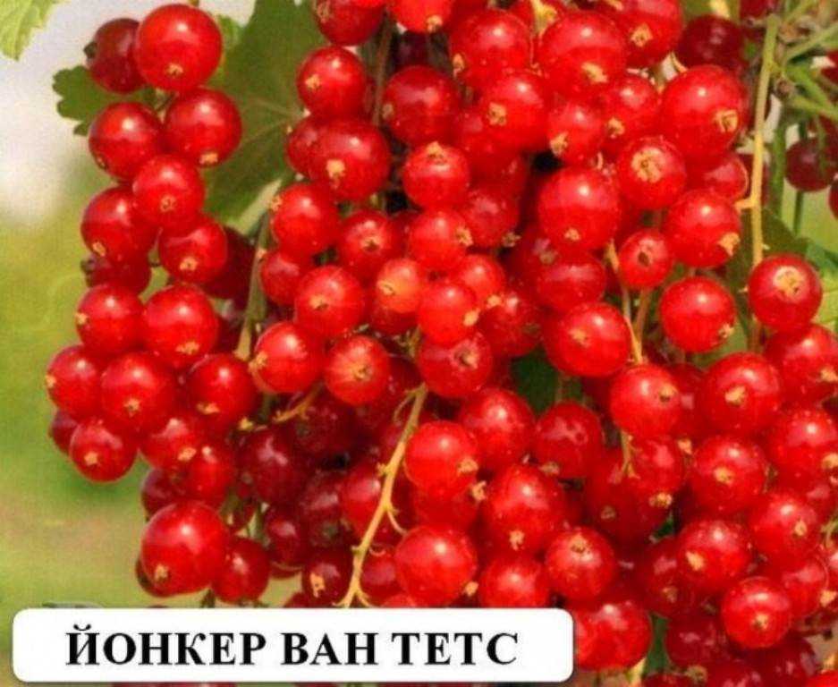 Суперранний сорт красной смородины йонкер ван тетс (jonkheer van tets): внешний вид и описание сорта, фото, отзывы