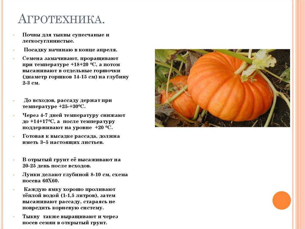 Сорта тыквы 2023 года - описание с фото | огородникам инфо
