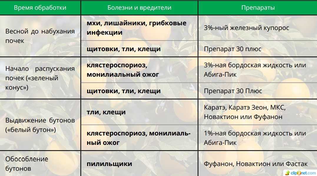 Обработка сада осенью от вредителей – защита плодовых деревьев и кустарников – 4 сезона огородника