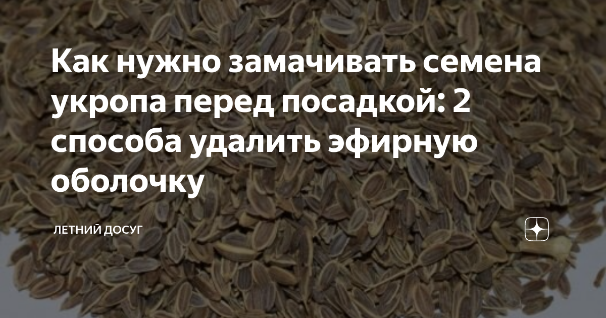 Как быстро прорастить семена моркови перед посадкой и в чем лучше замачивать