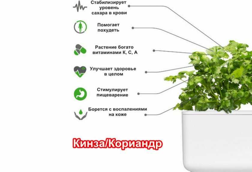 Когда сажать семена кинзы в открытый грунт и сеять в теплицу: что влияет на срок посадки кориандра при выращивании в подмосковье и других регионах?
