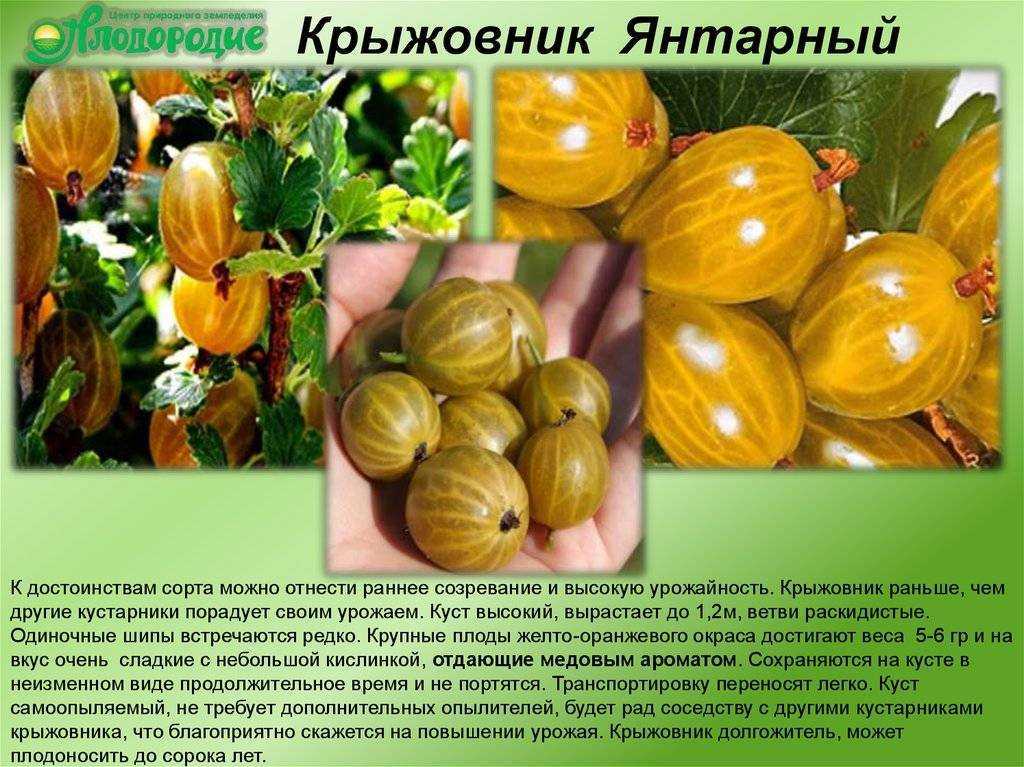 Крыжовник русский желтый: описание и характеристики сорта, посадка и уход