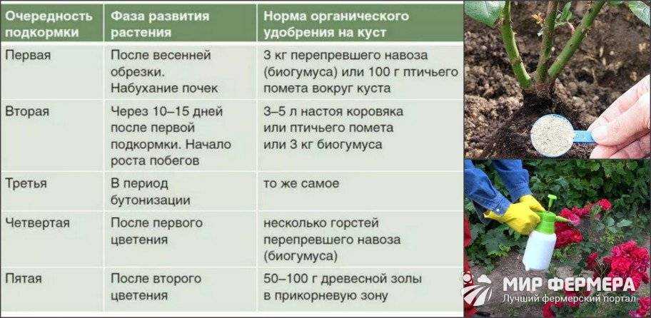 Посадка роз в открытом грунте и уход за ними: советы для новичков
