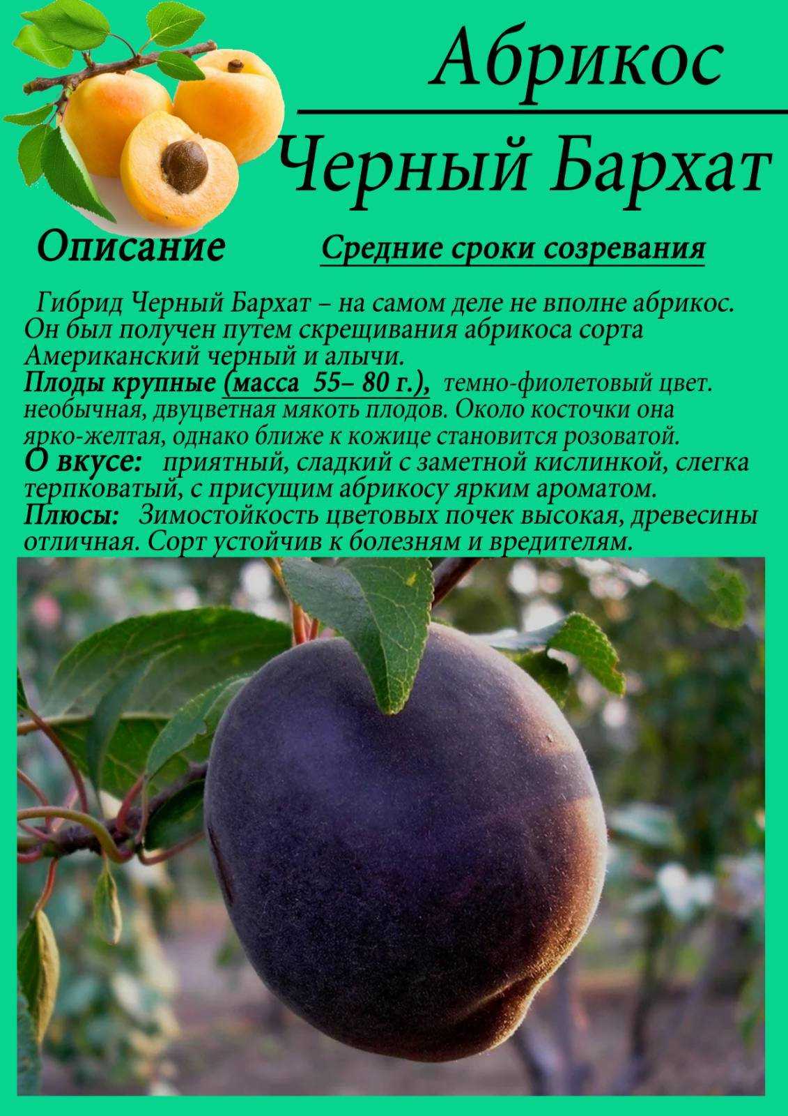 Зимостойкие сорта абрикосов: самые лучшие, вкусные, морозоустойчивые для сибири, урала, подмосковья, отзывы о выращивании