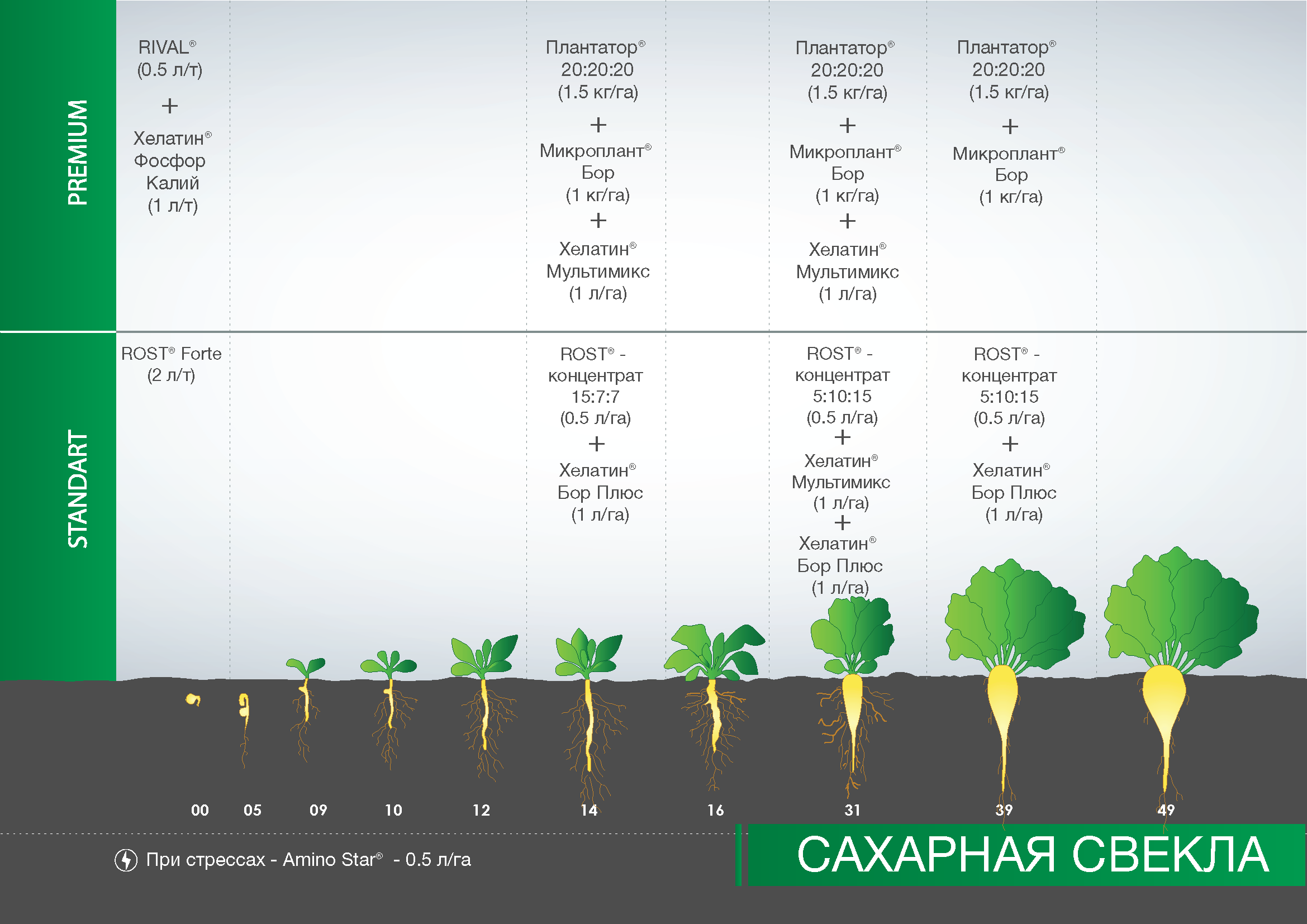 Чем подкормить свёклу после всходов: 6 проверенных рецептов