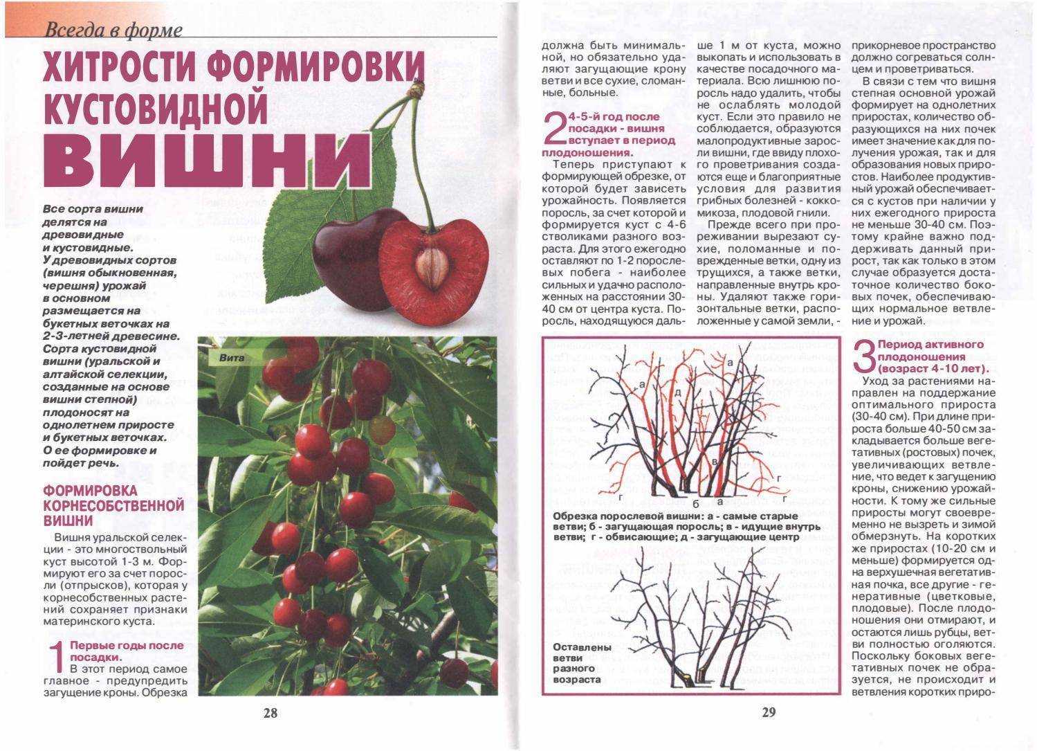 Кустовая или степная вишня хоть и не столь популярна, как обыкновенная, но и она заслуживает внимания садоводов Этот вид вишни является самым зимостойким, не боится засухи и способен расти