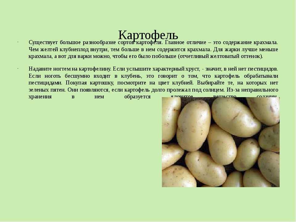 Лучшие сорта картофеля для жарки: обзор популярных видов, плюсы и минусы, советы и рекомендации по выбору