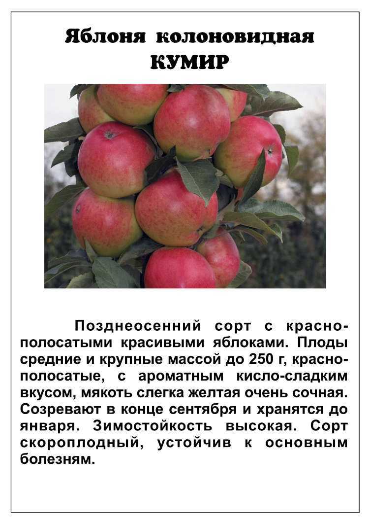 Колоновидная яблоня президент описание сорта фото посадка и уход