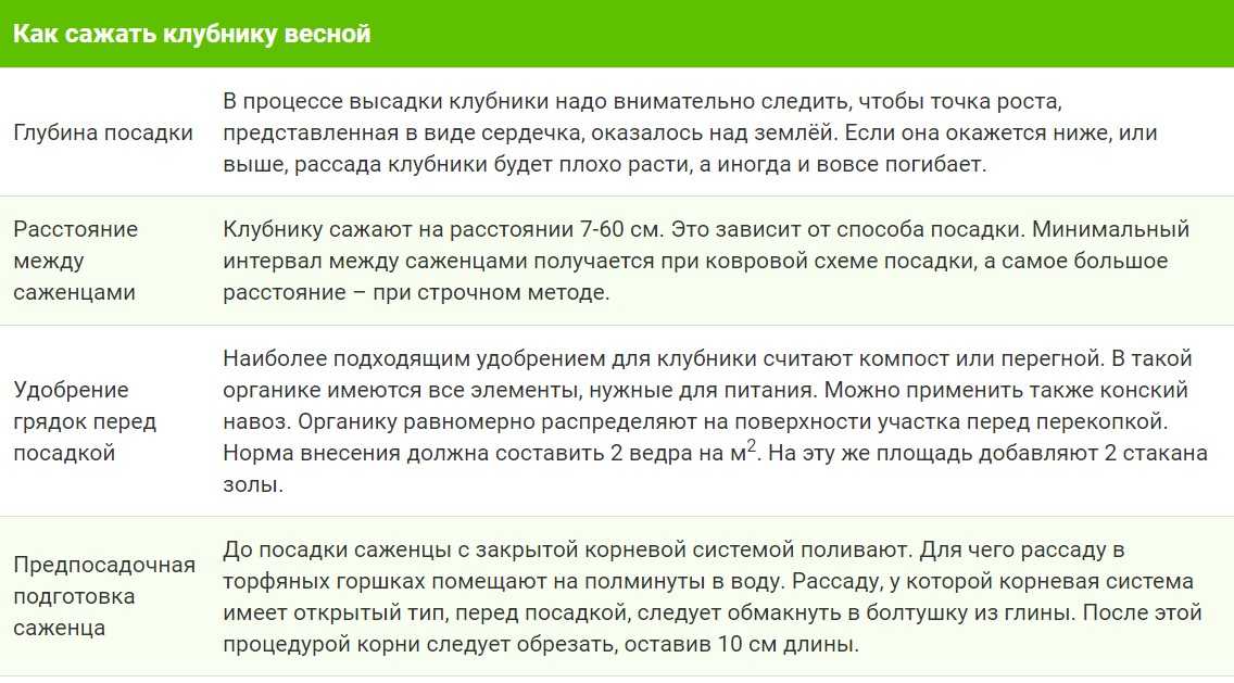 Весенняя посадка клубники