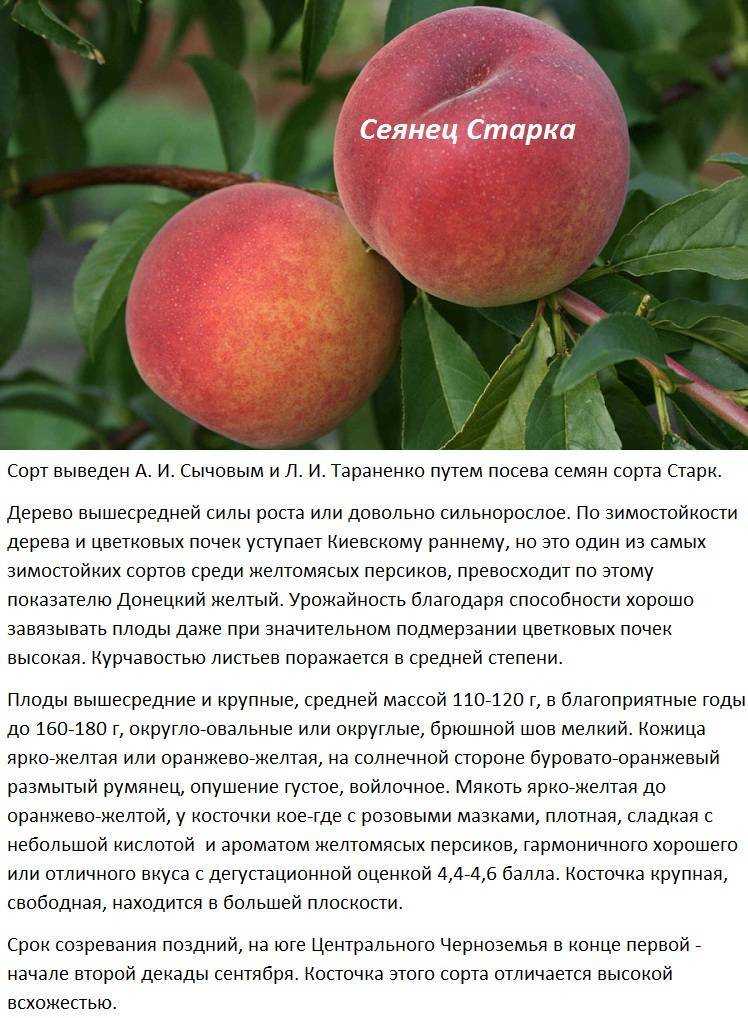 Персик гринсборо: дневник пользователя rokonon