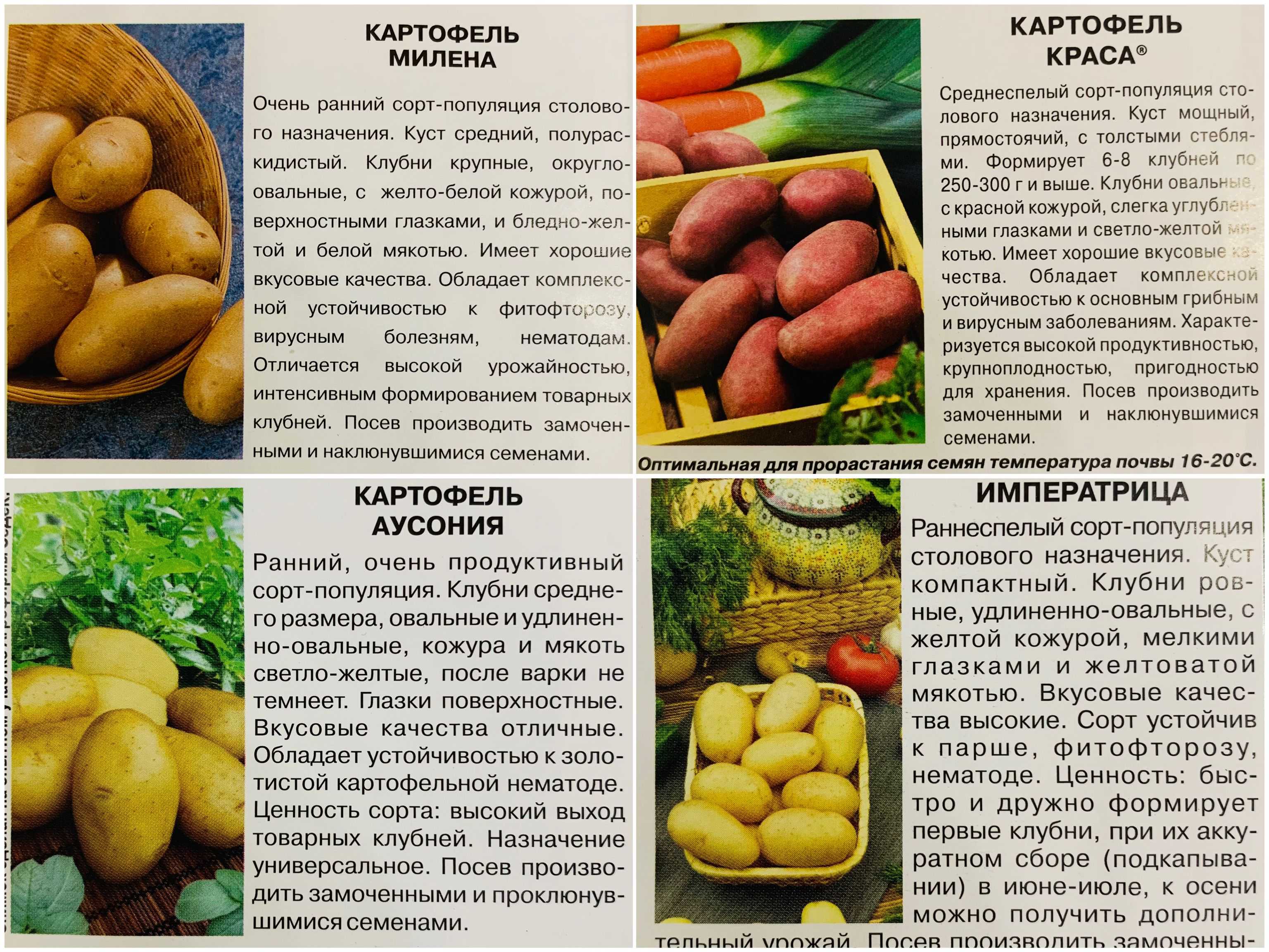 Картофель адретта: описание посадки, выращивания и ухода