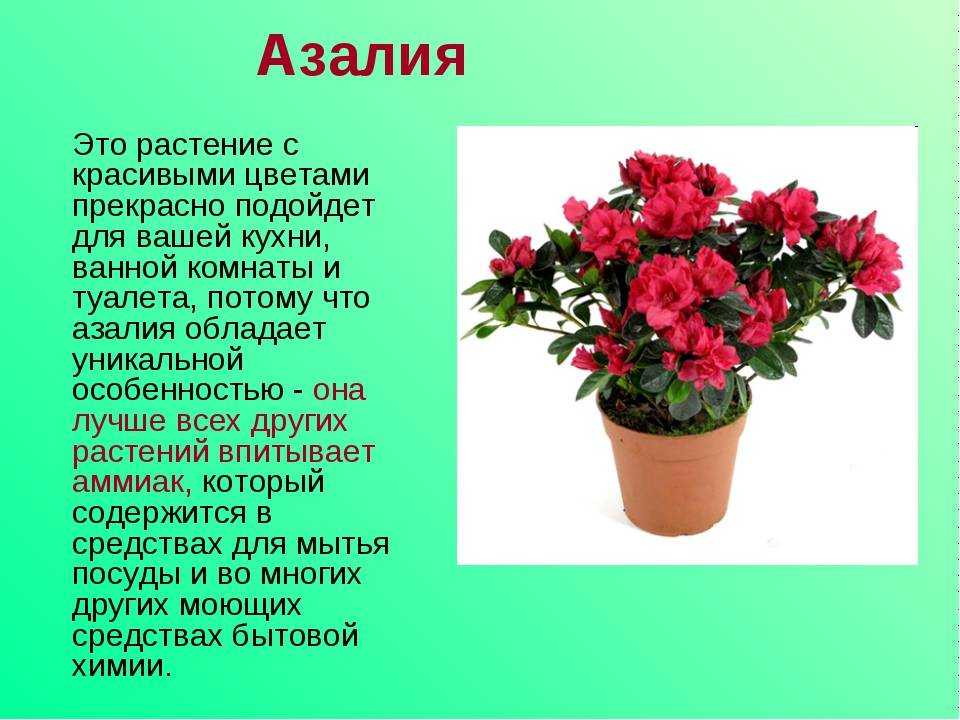 Комнатная азалия - уход за растением в домашних условиях