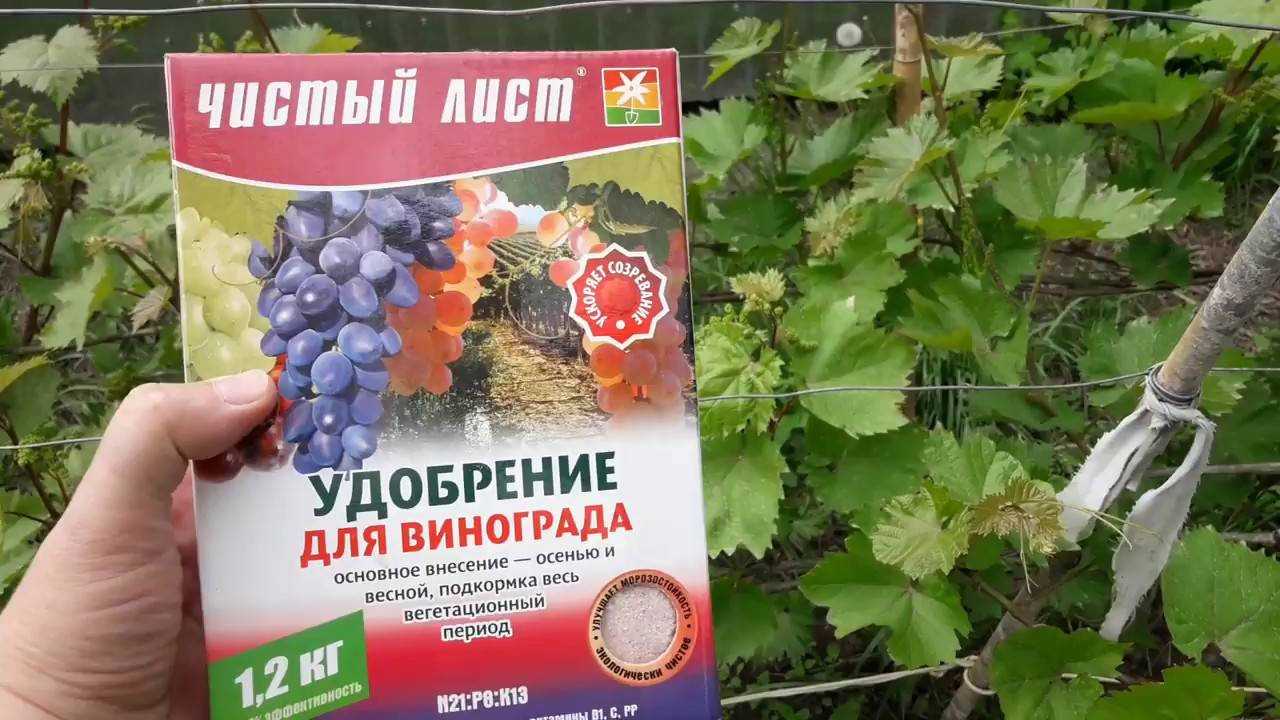 Удобрение винограда весной, как нужно удобрять виноград весной