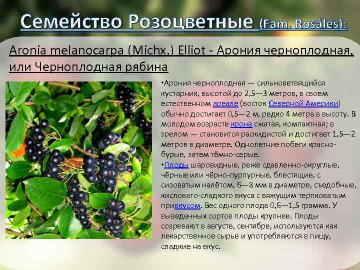Семена аронии черноплодной. Арония черноплодная описание. Aronia melanocarpa (Michx.) Elliott - арония черноплодная. Рябина черноплодная сырье.